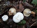 Clitocybe robusta-amf453